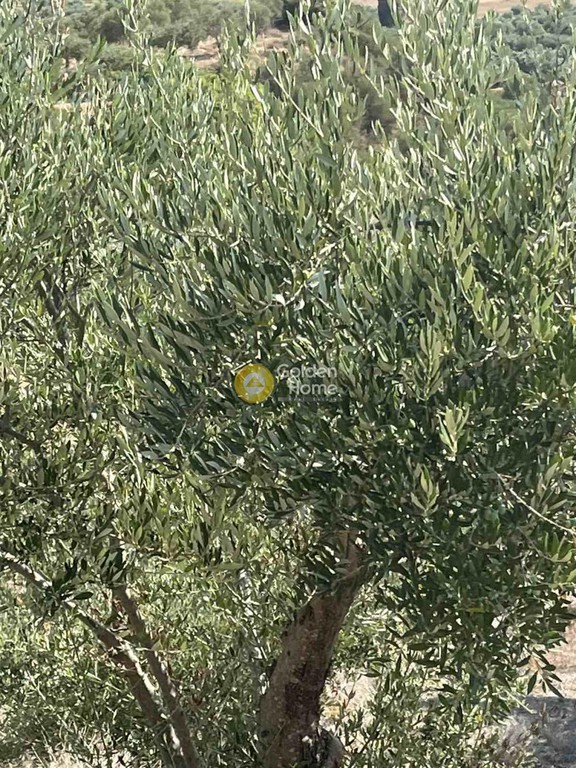 Οικόπεδο 7.000 τ.μ. πρός πώληση, Ν. Ρεθύμνου, Κουλουκώνας
