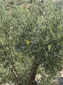 Land plot 7.000sqm for sale-Kouloukonas » Makrigianni