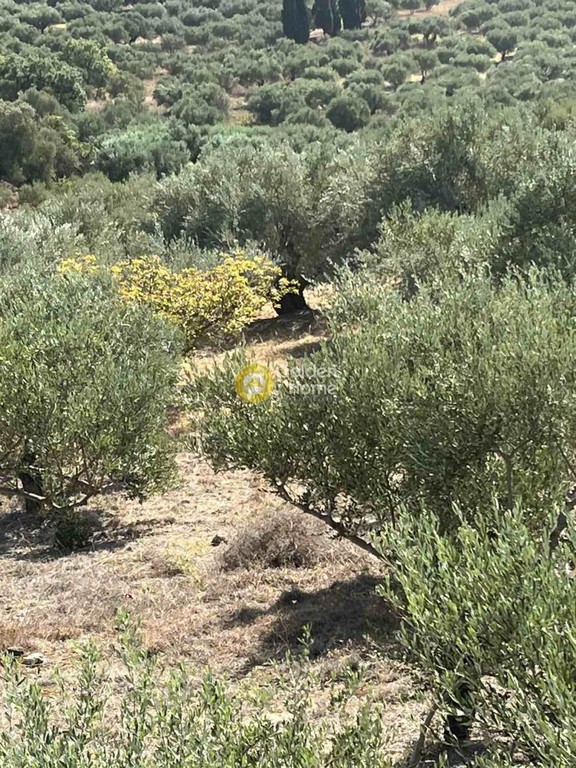 Οικόπεδο 7.000 τ.μ. πρός πώληση, Ν. Ρεθύμνου, Κουλουκώνας