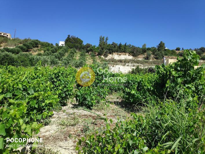 Οικόπεδο 5.950 τ.μ. προς πώληση, Αθάνατοι