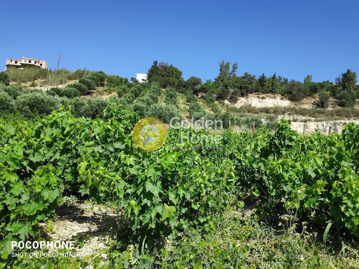 Οικόπεδο 5.950 τ.μ. προς πώληση, Αθάνατοι