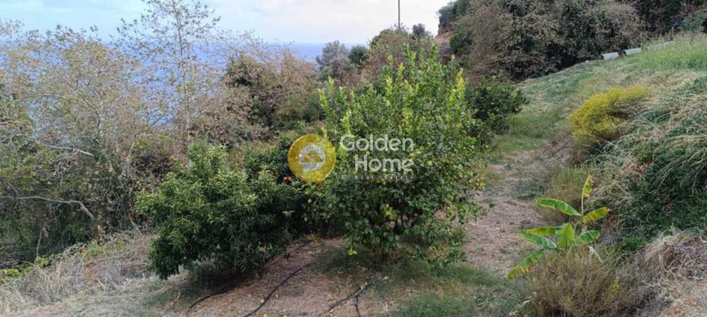 Αγροτεμάχια 1.600 τ.μ. προς πώληση, Παραλία Κύμης