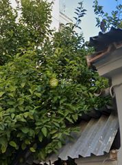 Οικόπεδο 190 τ.μ. προς πώληση