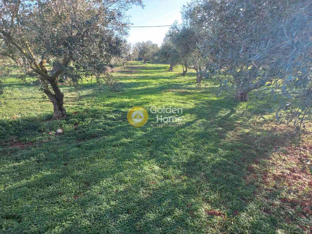 Οικόπεδο 4.600 τ.μ. προς πώληση, Ζορνάδης
