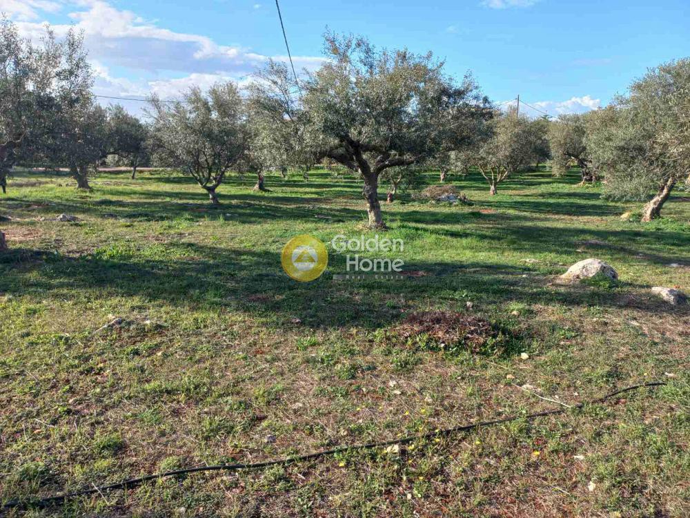 Οικόπεδο 4.600 τ.μ. προς πώληση, Ζορνάδης