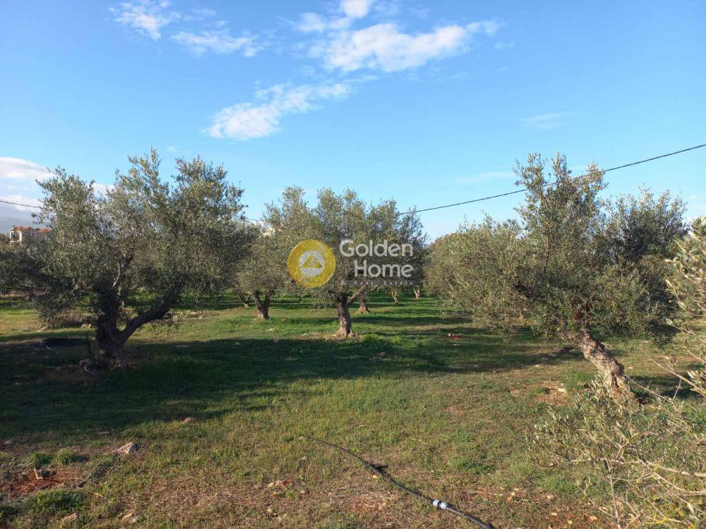 Οικόπεδο 4.600 τ.μ. προς πώληση, Ζορνάδης