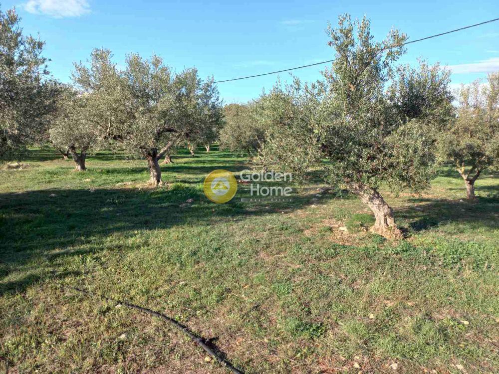 Οικόπεδο 4.600 τ.μ. προς πώληση, Ζορνάδης