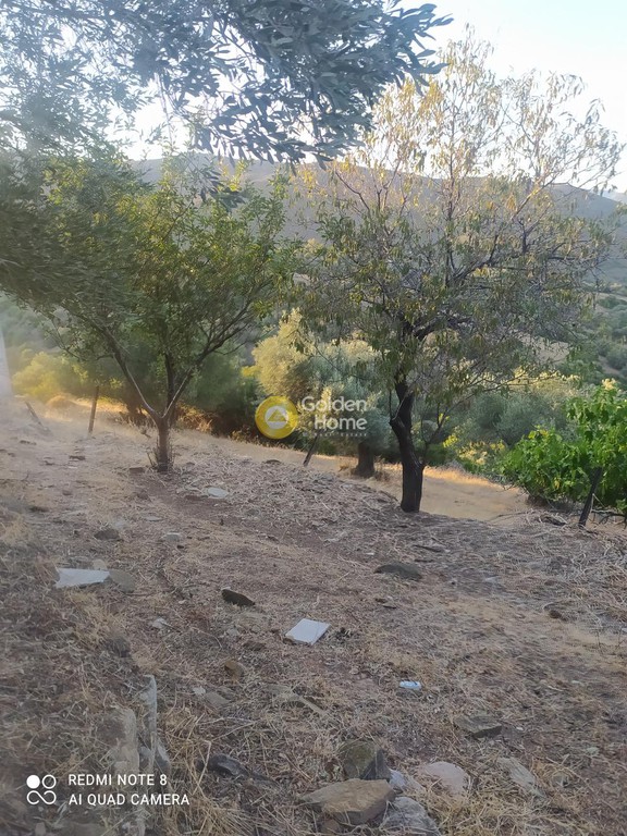 Οικόπεδο 3.000 τ.μ. προς πώληση, Πετριές