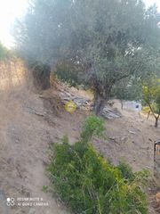 Οικόπεδο 3.000 τ.μ. προς πώληση, Πετριές-thumb-4