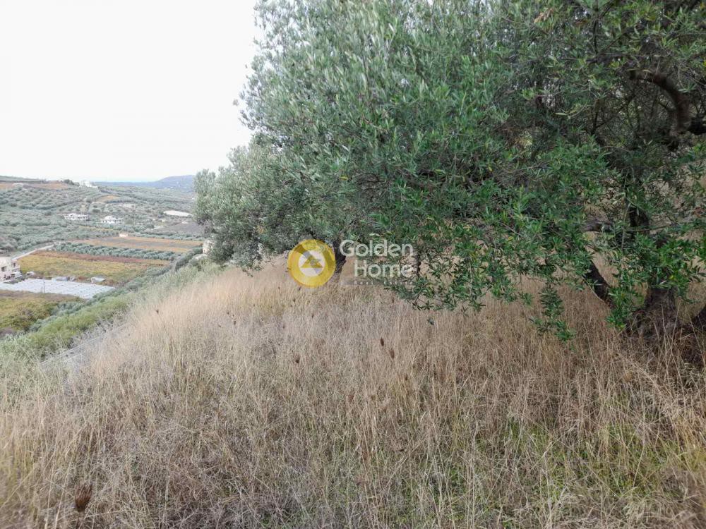 Αγροτεμάχια 2.000 τ.μ. προς πώληση, Πατσίδες
