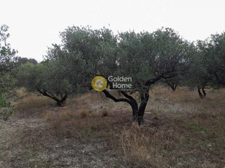 Αγροτεμάχια 2.000 τ.μ. προς πώληση, Πατσίδες-thumb-6