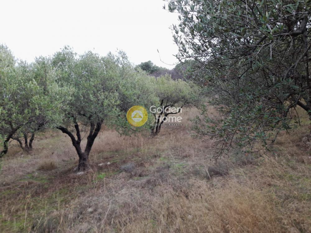 Αγροτεμάχια 2.000 τ.μ. προς πώληση, Πατσίδες