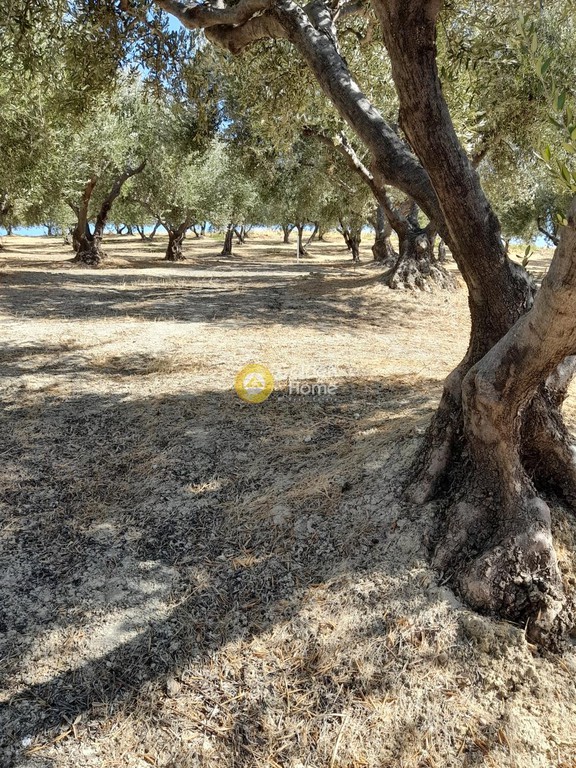 Οικόπεδο 9.777 τ.μ. προς πώληση, Τρεις Καμάρες