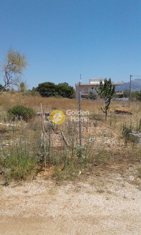 Οικόπεδο 2.500 τ.μ. προς ενοικίαση, Αμυγδαλέζα