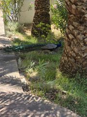 Μονοκατοικία 199 τ.μ. για πώληση, Ν. Καβάλας, Θάσος-thumb-18