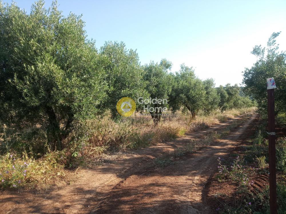 Αγροτεμάχια 5.370 τ.μ. προς πώληση, Φούρκα Κασσάνδρας