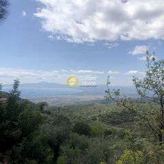 Αγροτεμάχια 4.160 τ.μ. για πώληση