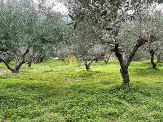 Αγροτεμάχια 3.000 τ.μ. για πώληση