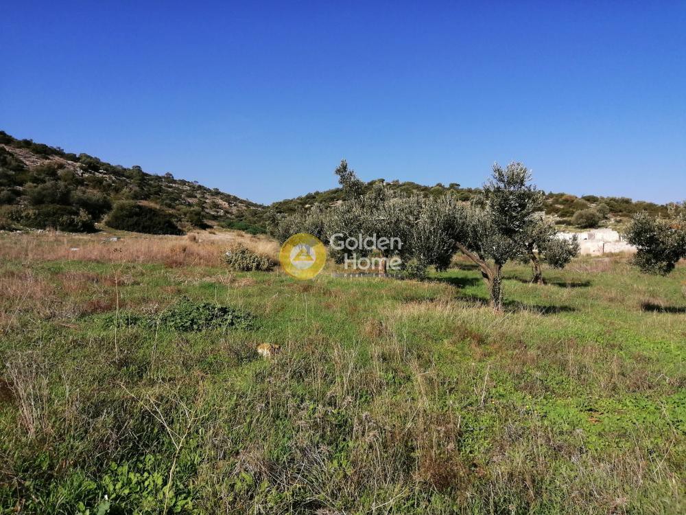 Αγροτεμάχια 9.534 τ.μ. προς ενοικίαση, Αθήνα - Ανατολικά Προάστια, Κορωπί