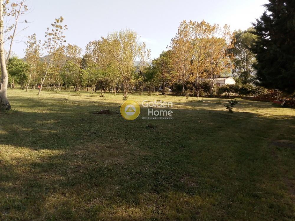 Αγροτεμάχια 9.000 τ.μ. προς πώληση, Ολυμπιάδα Χαλκιδικής
