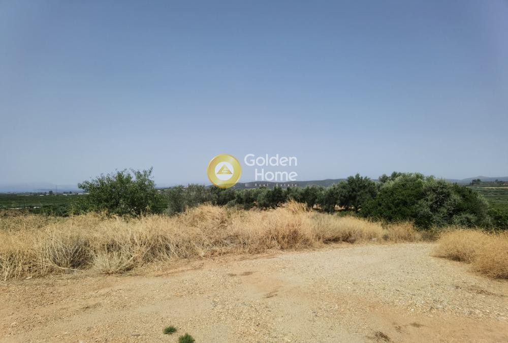 Αγροτεμάχια 5.810 τ.μ. προς πώληση, Κοκκινιά Έλους