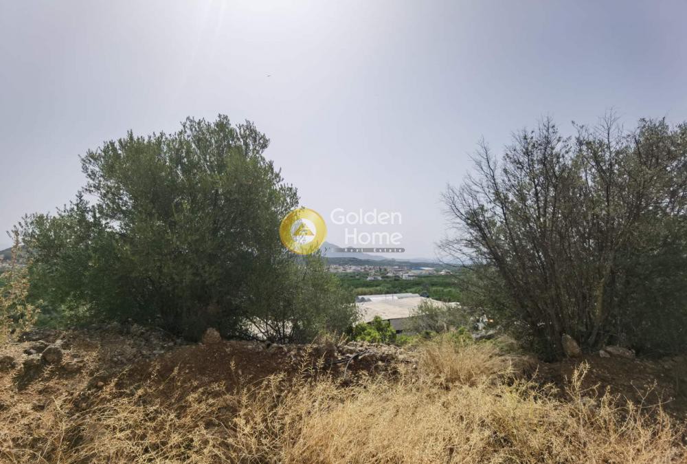 Αγροτεμάχια 5.810 τ.μ. προς πώληση, Κοκκινιά Έλους
