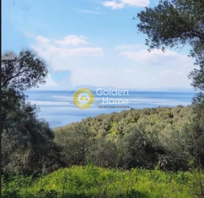 Οικόπεδο 3.200 τ.μ. πρός πώληση, Μαγνησία, Σηπιάδα