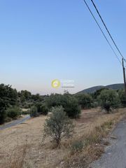 Αγροτεμάχια 4.260 τ.μ. για πώληση
