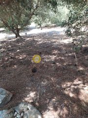 Οικόπεδο 4.000 τ.μ. για πώληση