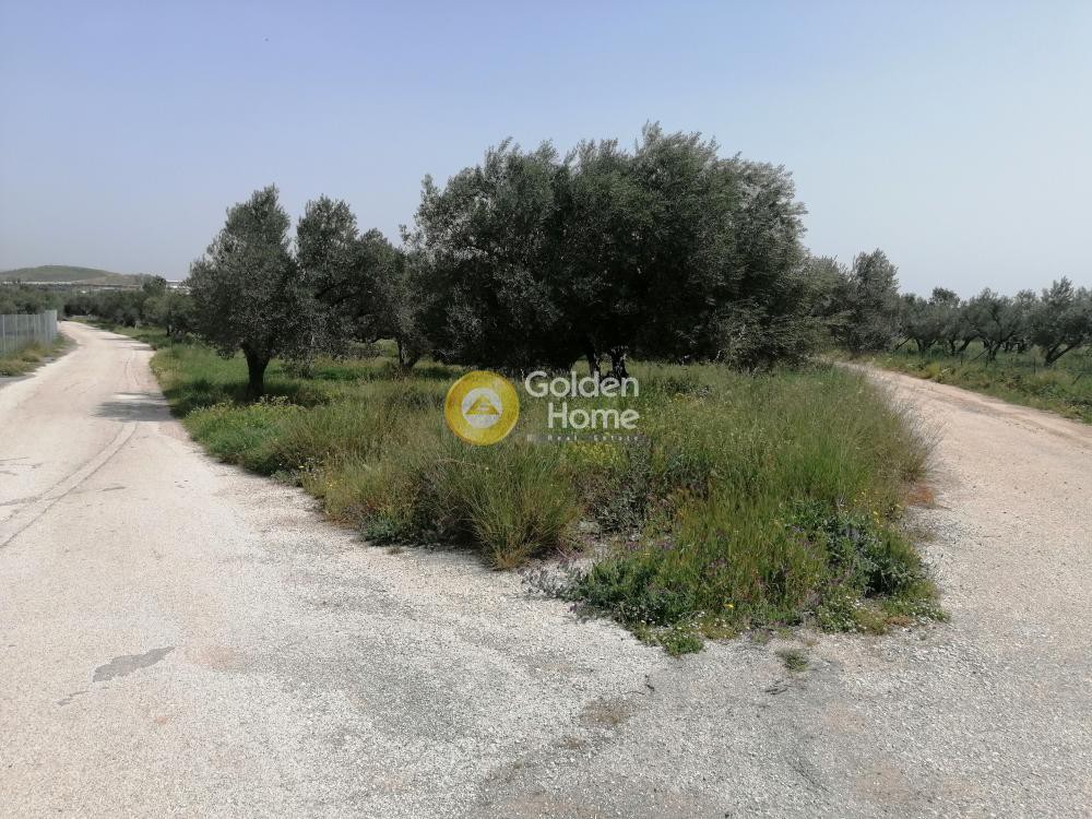 Αγροτεμάχια 6.800 τ.μ. προς πώληση, Κάτω Εξαμίλια