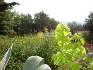 Αγροτεμάχια 285 τ.μ. προς πώληση