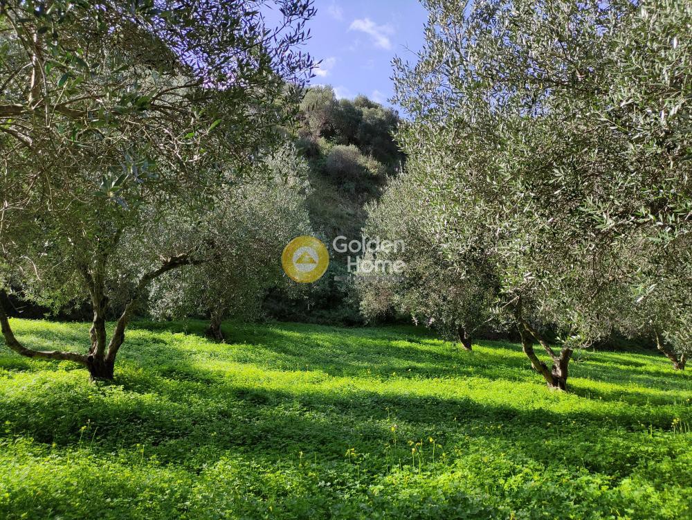 Οικόπεδο 8.000 τ.μ. προς πώληση, Λοφούπολη