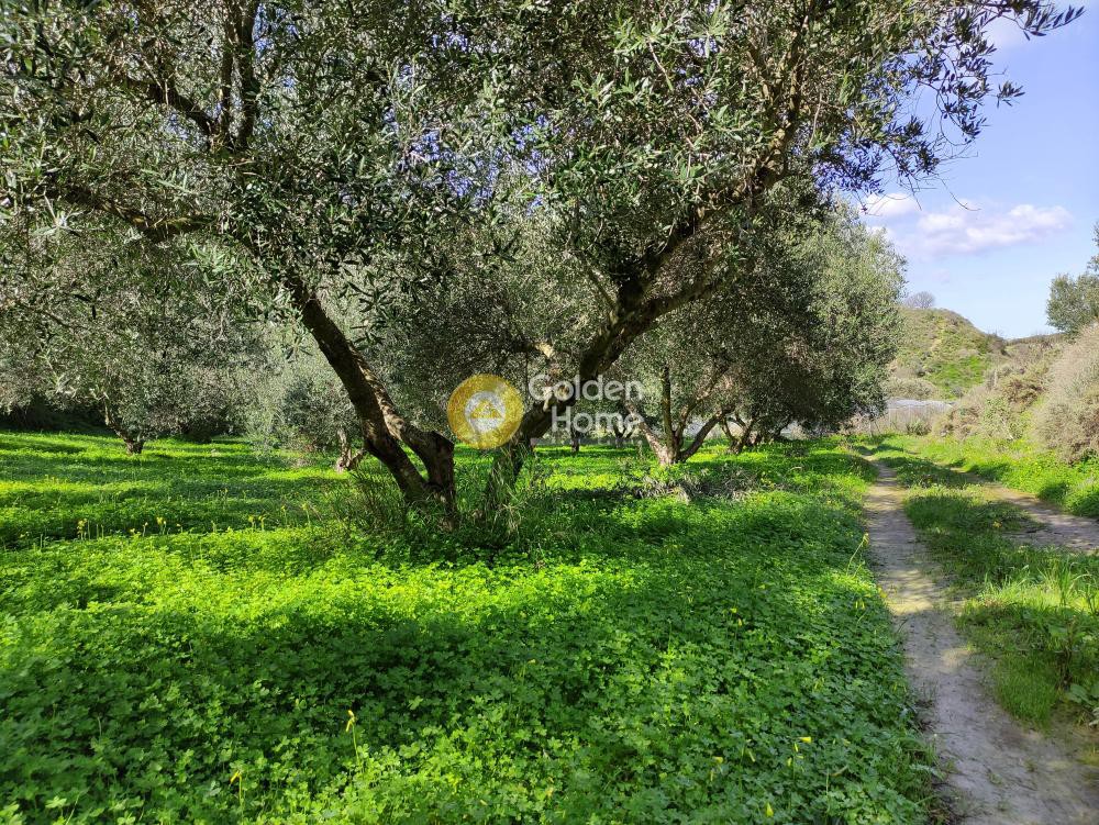 Οικόπεδο 8.000 τ.μ. προς πώληση, Λοφούπολη