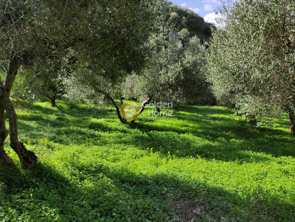 Οικόπεδο 8.000 τ.μ. προς πώληση, Λοφούπολη