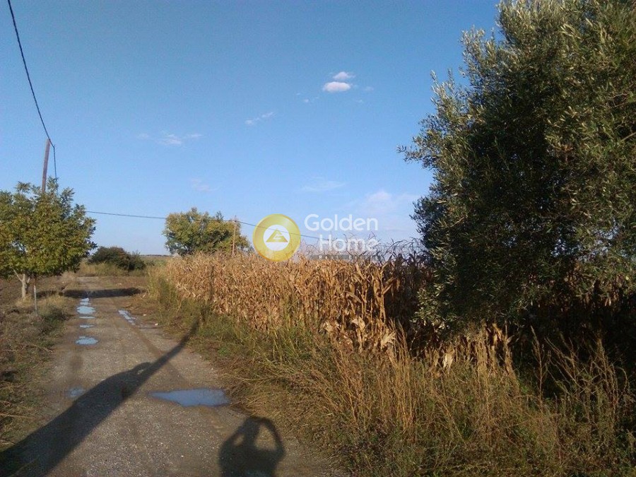 Αγροτεμάχια 2.500 τ.μ. προς πώληση, Νέος Πύργος Ωρεών