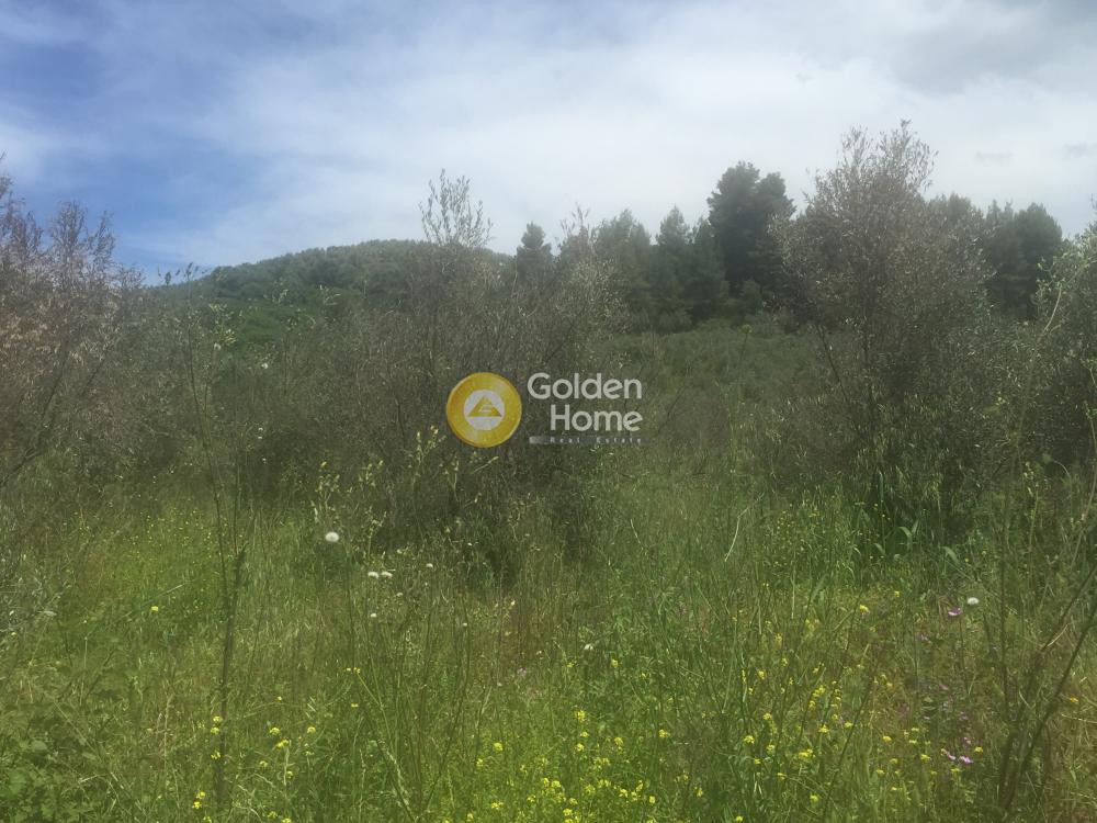 Αγροτεμάχια 13.862 τ.μ. προς πώληση, Νέα Σινασός