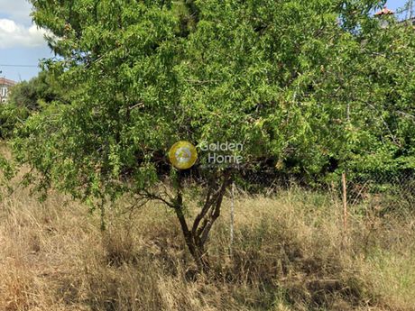 Land plot 604sqm for sale-Anoixi » Fasideri