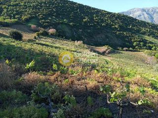 Αγροτεμάχια 8.973 τ.μ. για πώληση