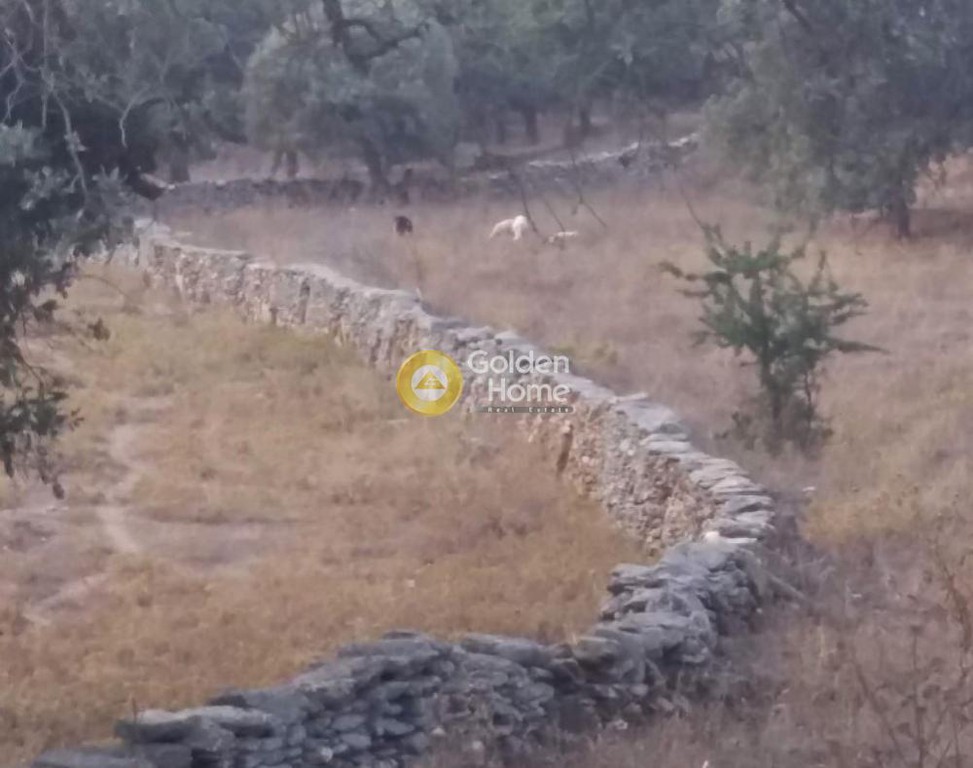Αγροτεμάχια 12.994 τ.μ. προς πώληση, Ελληνικά Κέας