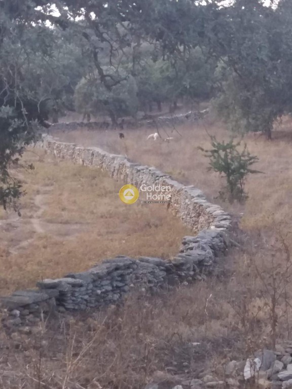 Αγροτεμάχια 12.994 τ.μ. προς πώληση, Ελληνικά Κέας