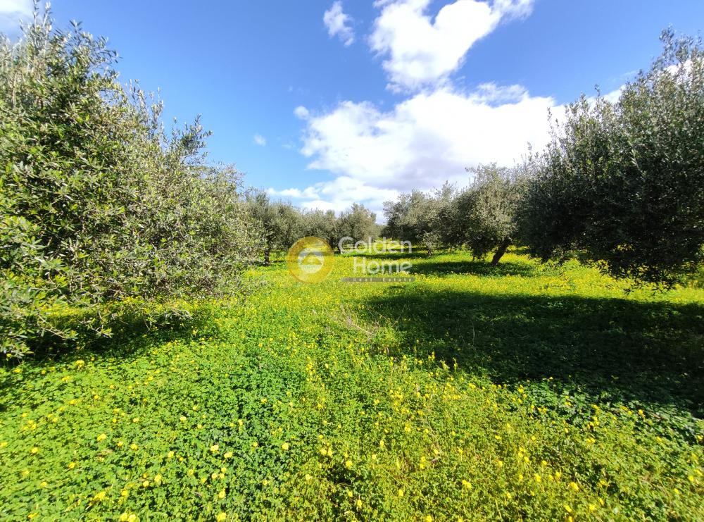 Οικόπεδο 5.145 τ.μ. προς πώληση, Σίλαμος