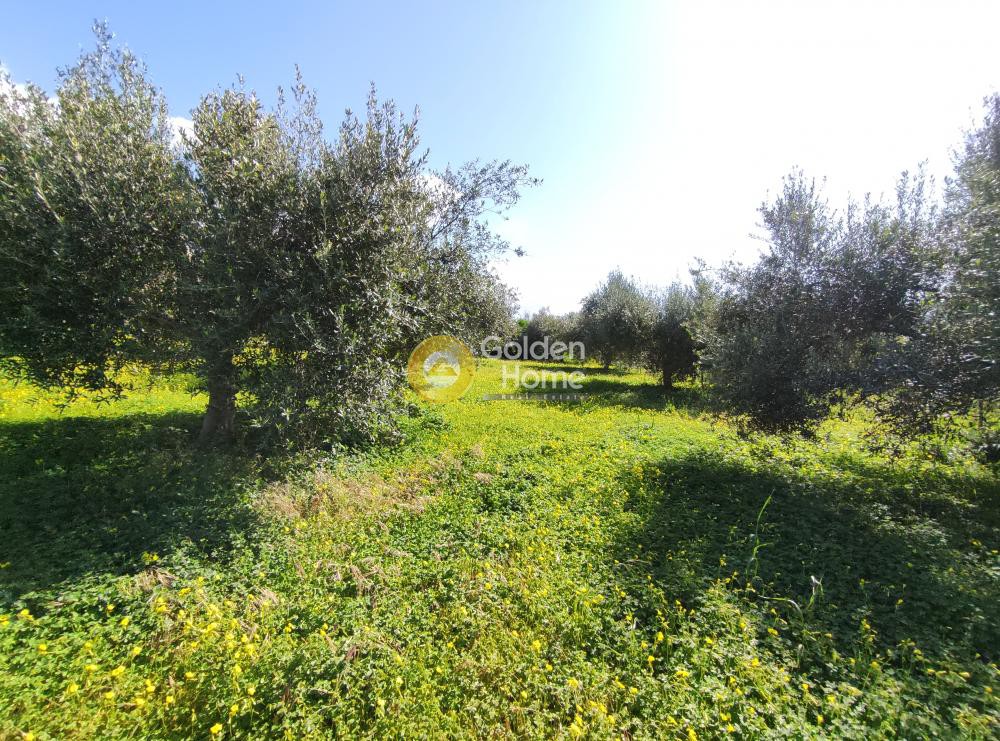 Οικόπεδο 5.145 τ.μ. προς πώληση, Σίλαμος