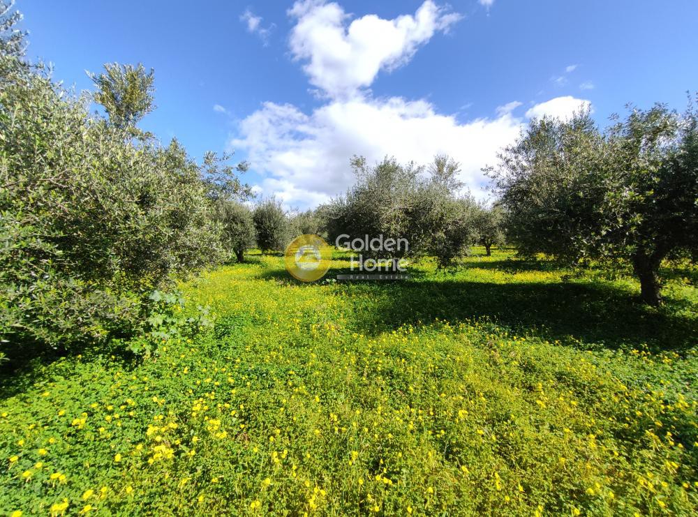 Οικόπεδο 5.145 τ.μ. προς πώληση, Σίλαμος