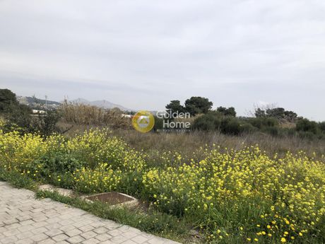 Αγροτεμάχια 15.000 τ.μ. προς ενοικίαση