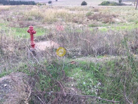 Αγροτεμάχια 10.700 τ.μ. για πώληση