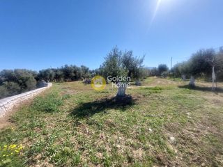 Οικόπεδο 2.426 τ.μ. προς πώληση, Μιντιλόγλι-thumb-10