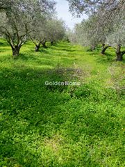 Αγροτεμάχια 10.000 τ.μ. για πώληση