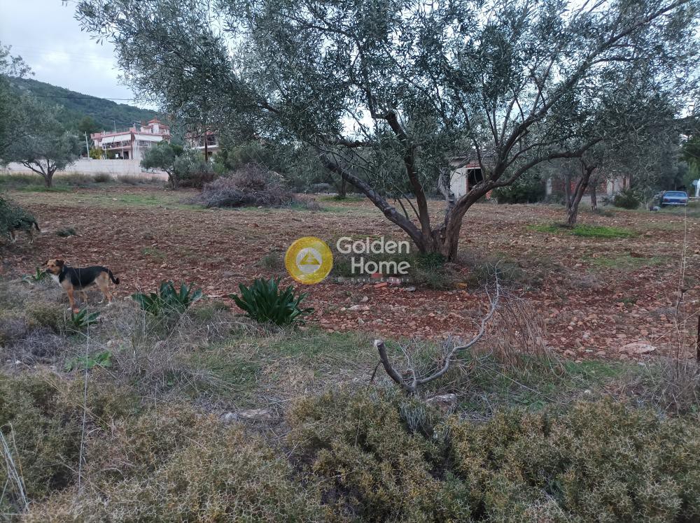 Οικόπεδο 400 τ.μ. προς πώληση, Δροσιά Ανθηδώνος