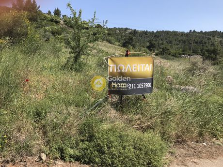Οικόπεδο 4.000τ.μ. για πώληση-Πολυδένδρι