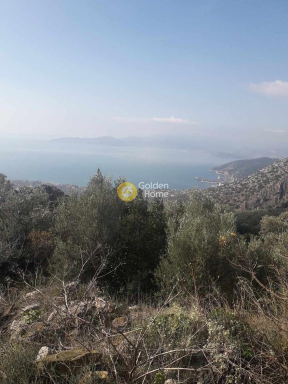 Οικόπεδο 5.292 τ.μ. πρός πώληση, Μαγνησία, Αγριά